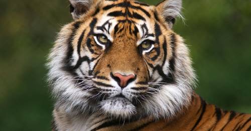 hogar tigre de bengala desaparecera 2070 hogar tigre de bengala desaparecera 2070