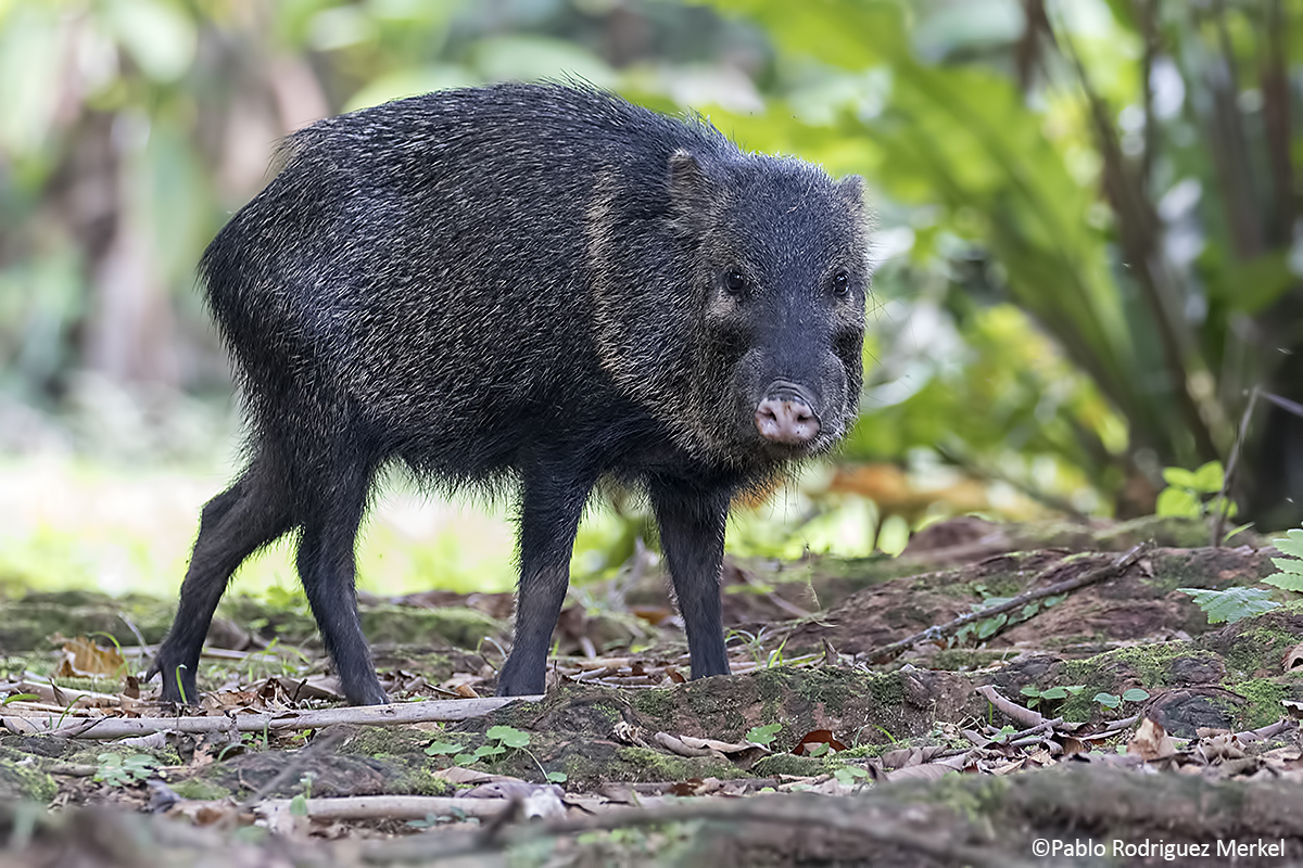 Pecarí de collar. Ph Pablo Rodriguez Merkel Pecarí de collar. Ph Pablo Rodriguez Merkel