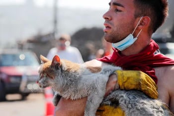 rescate mascotas chile