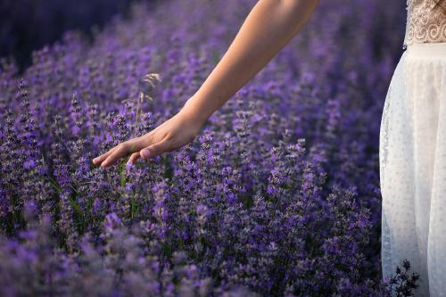 esencia mujer lavanda fields