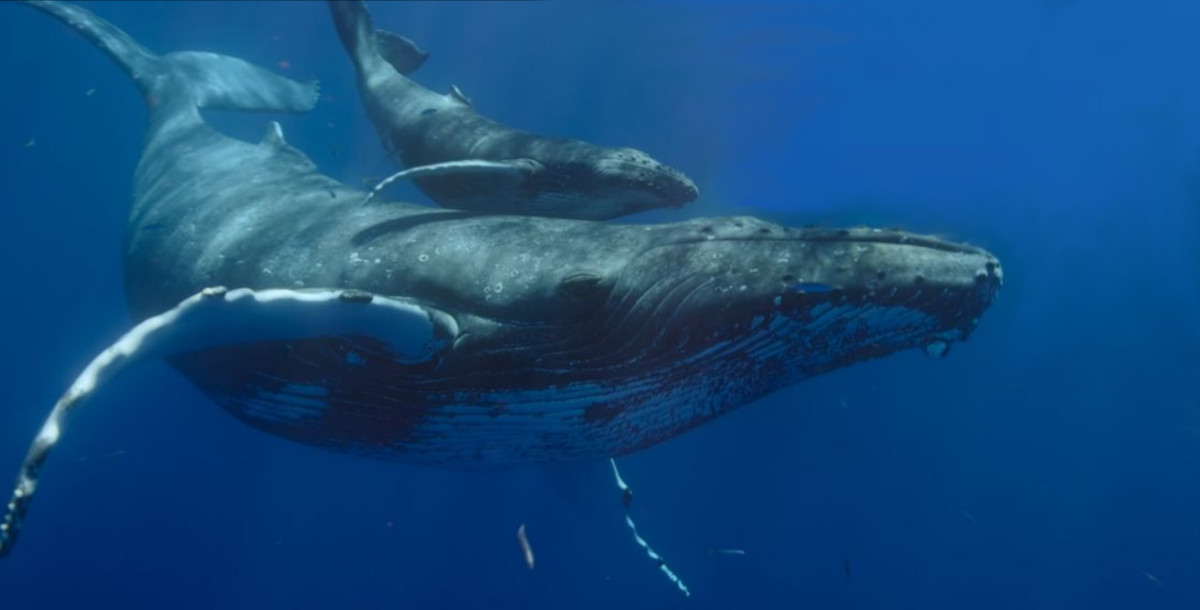 ballena jorobada ballena jorobada