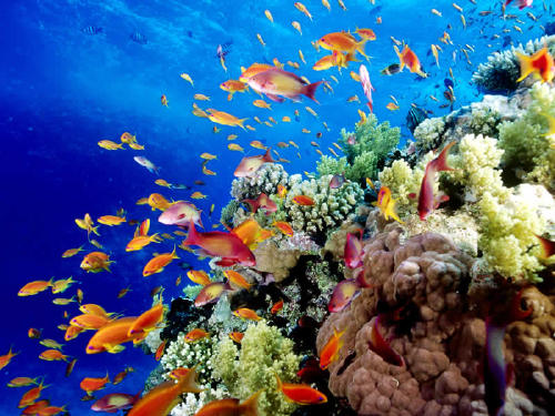Nueva reserva panameña de protección marina es casi tan grande como su territorio