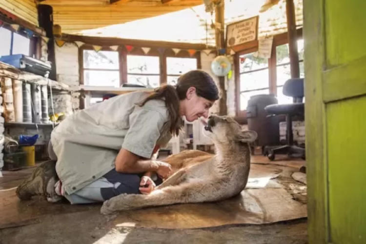 puma ciego2 puma ciego2