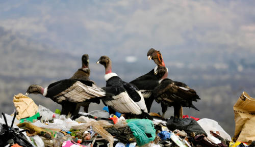 condor basura condor basura