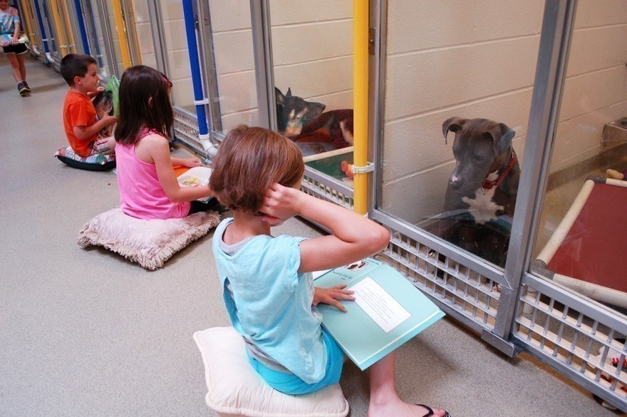 Una Creativa Iniciativa Para Que Los Niños Lean Cuentos A Animales ...