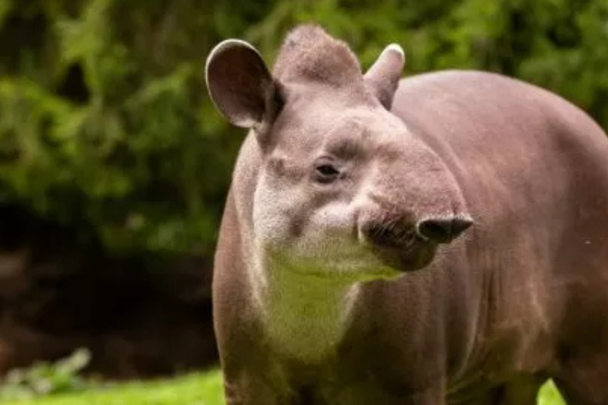 tapir Estos animales estaban en la lista de peligro de extinción y la noticia sorprendió a todos los especialistas. (Imagen: Cronista)