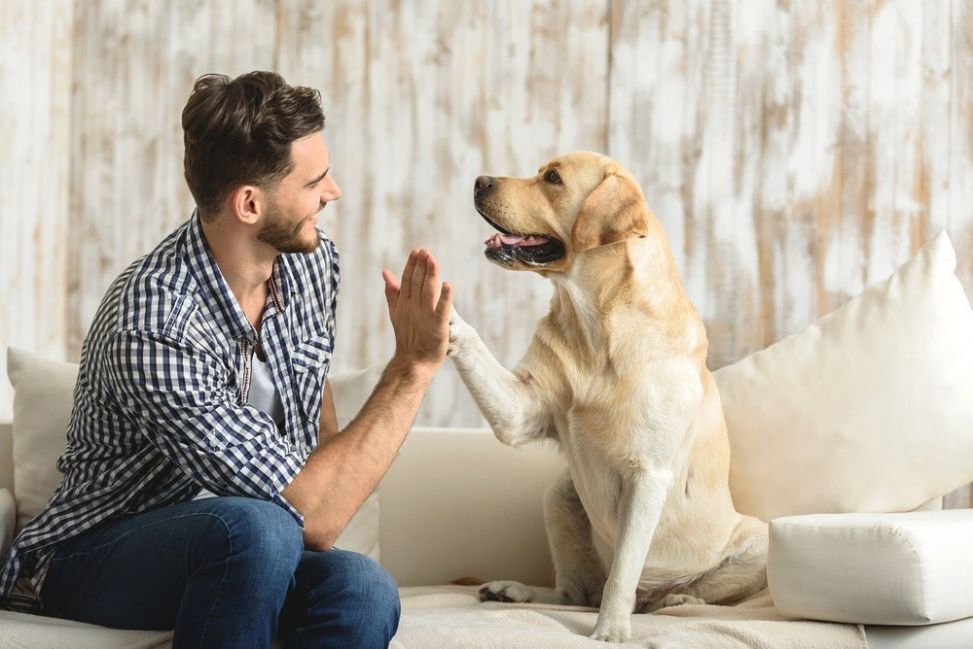 trucos para educar a un perro travieso