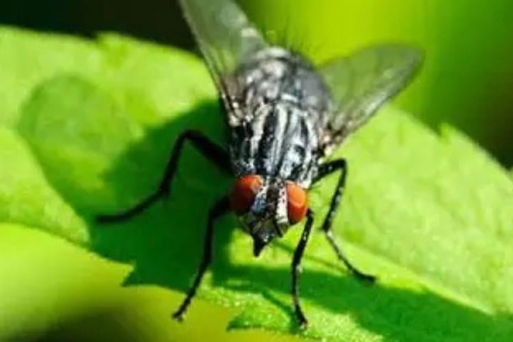 mosca negra Imagen: telecinco.es