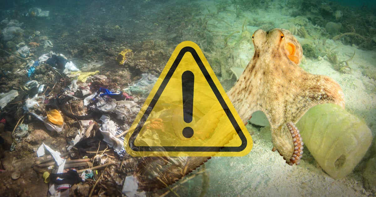 triplico plastico oceano atlantico triplico plastico oceano atlantico