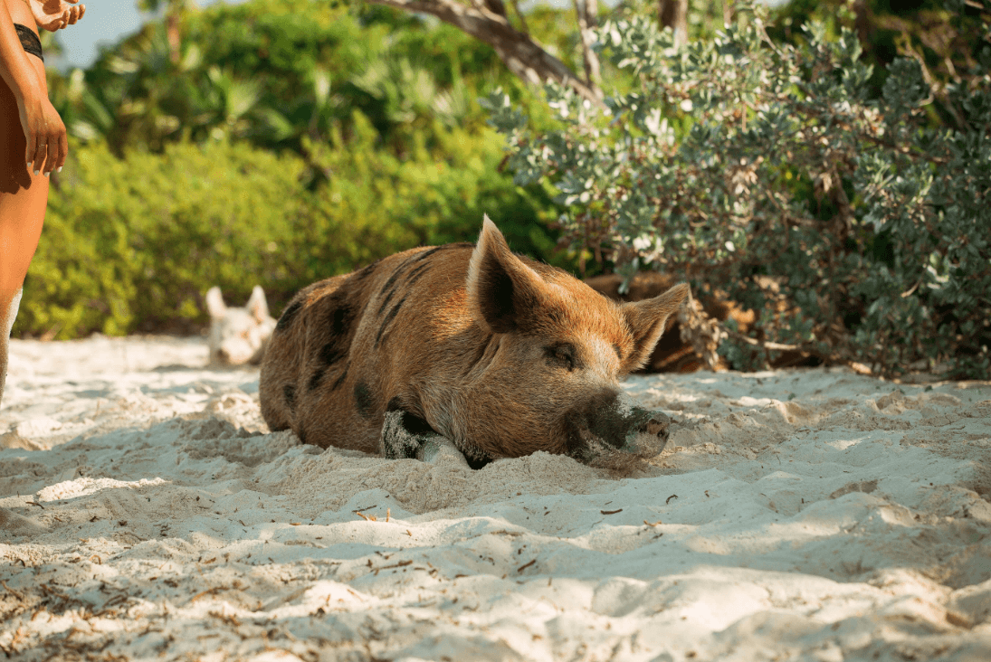 pig beach cerdo recostado playa (1)