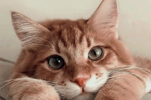 gato Imagen: Pinterest