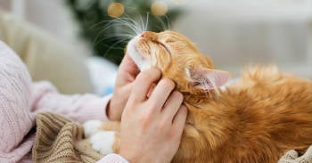 ronroneo gato podria medicina dolor fisico