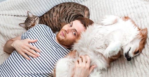 perro gato eleccion personalidad perro gato eleccion personalidad