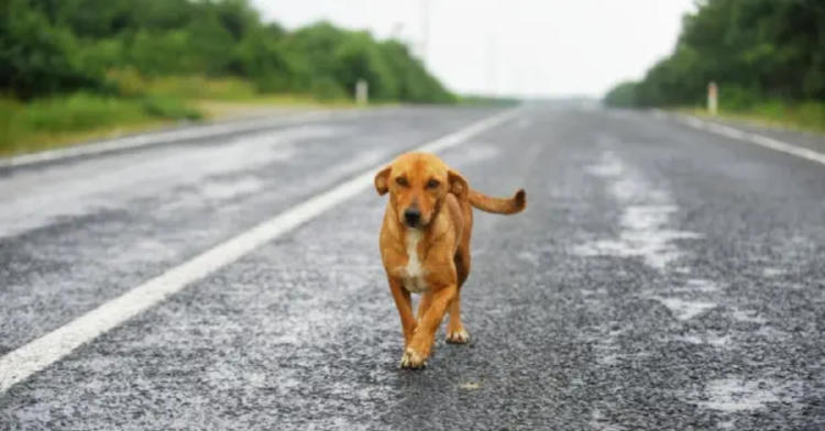 abandono mascotas2 abandono mascotas2