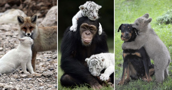 32 imágenes de inusuales amistades entre animales | Bioguia