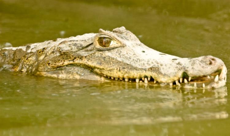 cocodrilo cocodrilo