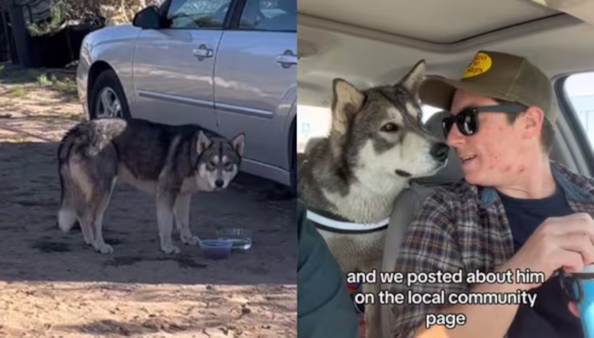 perro lobo perro lobo