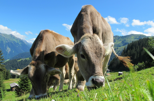Vacas comiendo Vacas comiendo pasto