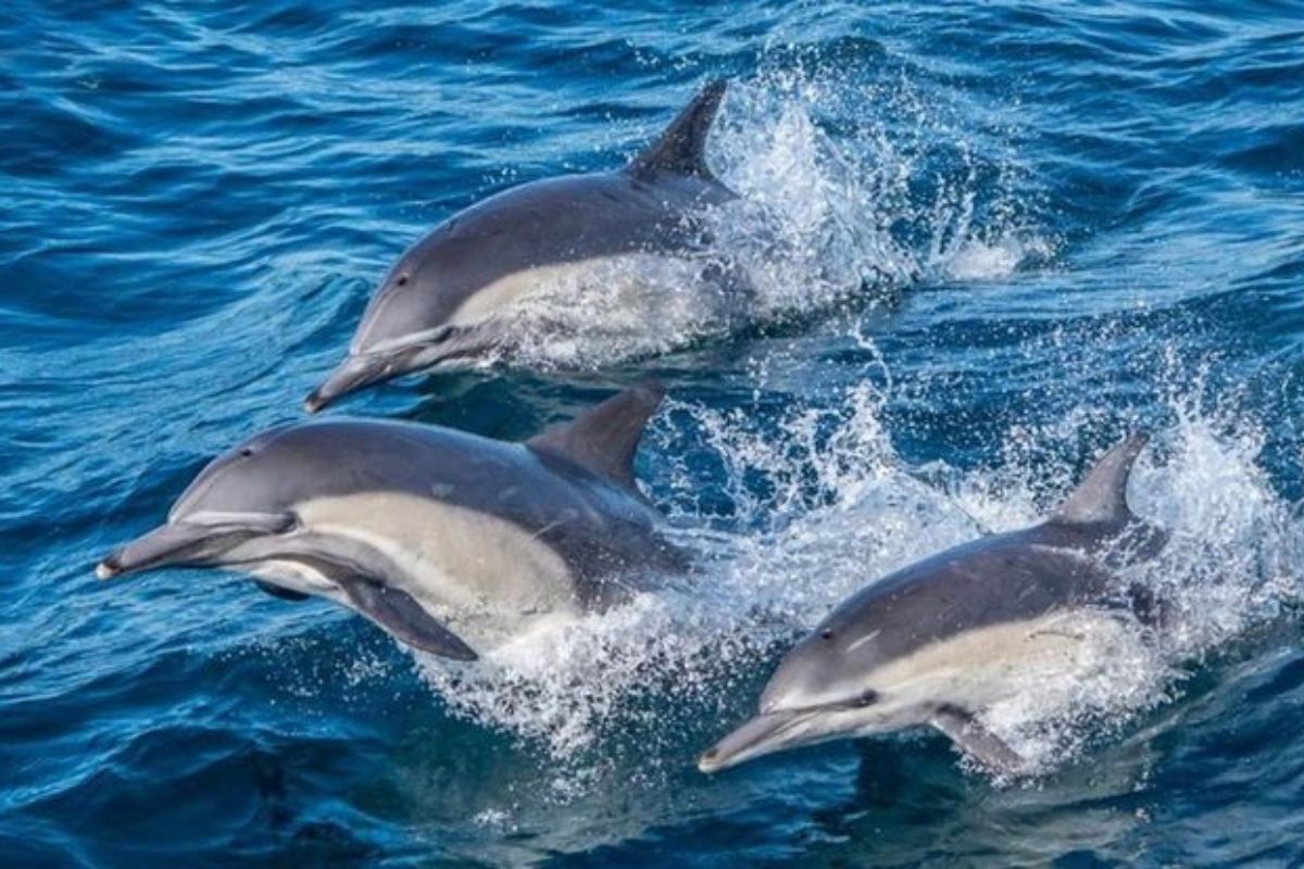 Los microplásticos suman nueva presa: delfines