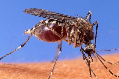 virus del nilo El virus del Nilo Occidental (ENO) es una enfermedad viral que se transmite principalmente a través de la picadura de mosquitos infectados. (msn)