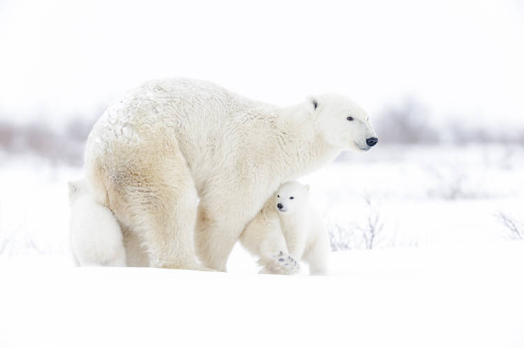 oso polar nieve