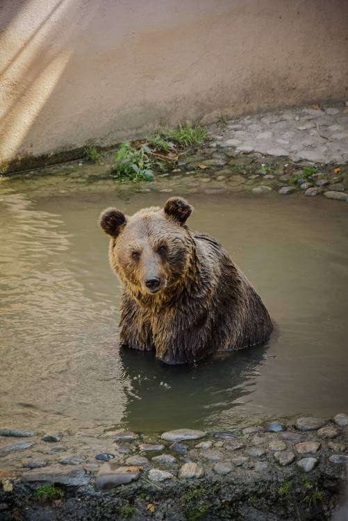brown-bear-on-body-of-water-1466592 brown-bear-on-body-of-water-1466592