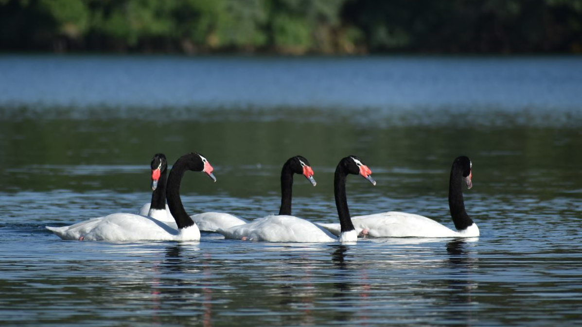 Cisne de cuello negro Chile