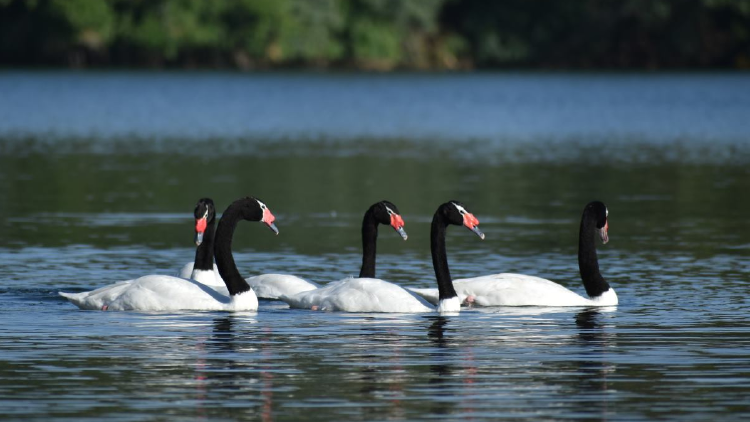 Cisne de cuello negro Chile Cisne de cuello negro Chile