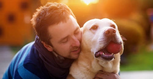 perro quiere tanto como tu el perro quiere tanto como tu el