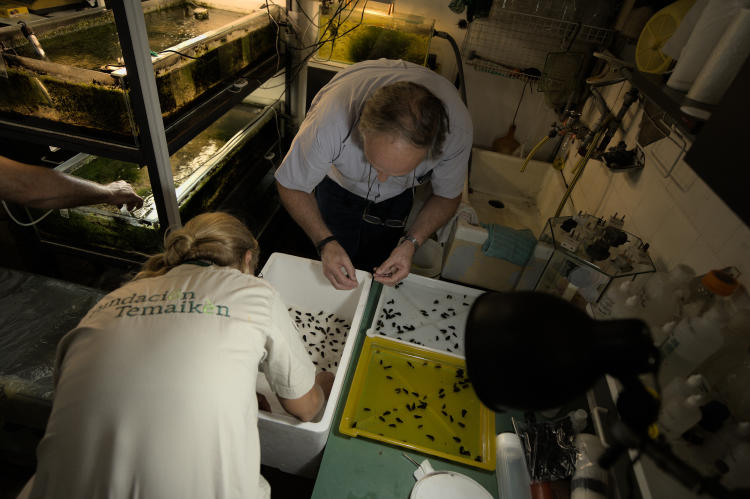 CARACOLES DE APIPE 1 CARACOLES DE APIPE 1