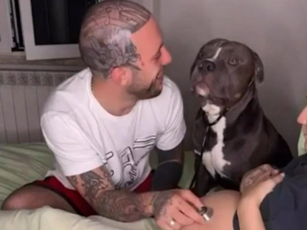 perro estetoscopio2 perro estetoscopio2