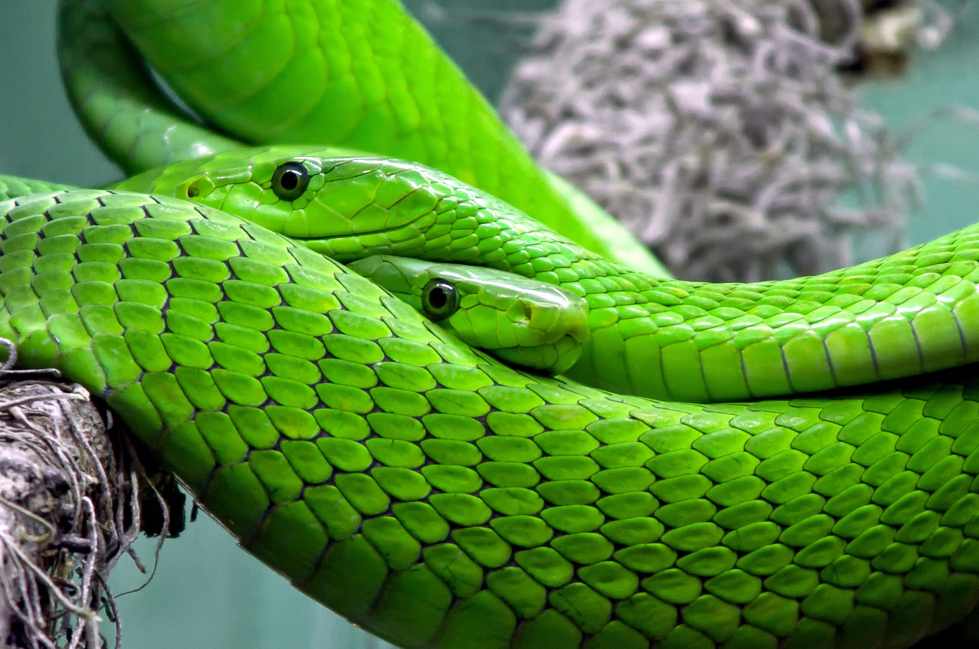 Dos serpientes verdes entrelazadas