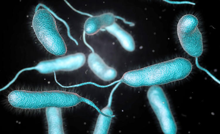 bacteria vibrio bacteria vibrio