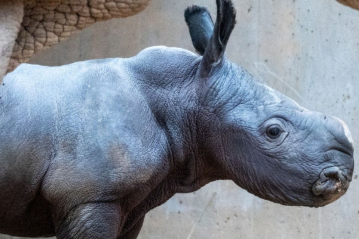 rinocerante blanco Imagen: ecoosfera.com