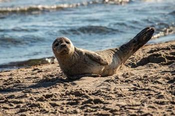 foca playa