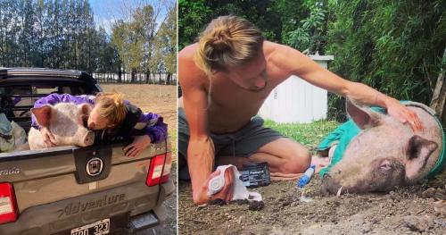 hombre rescata a cerdo hombre rescata a cerdo