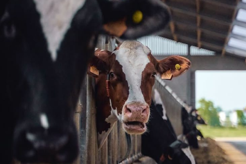 vacas Imagen: Pinterest