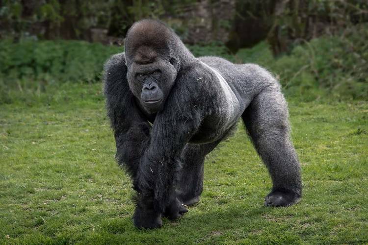 otro gorilla 2