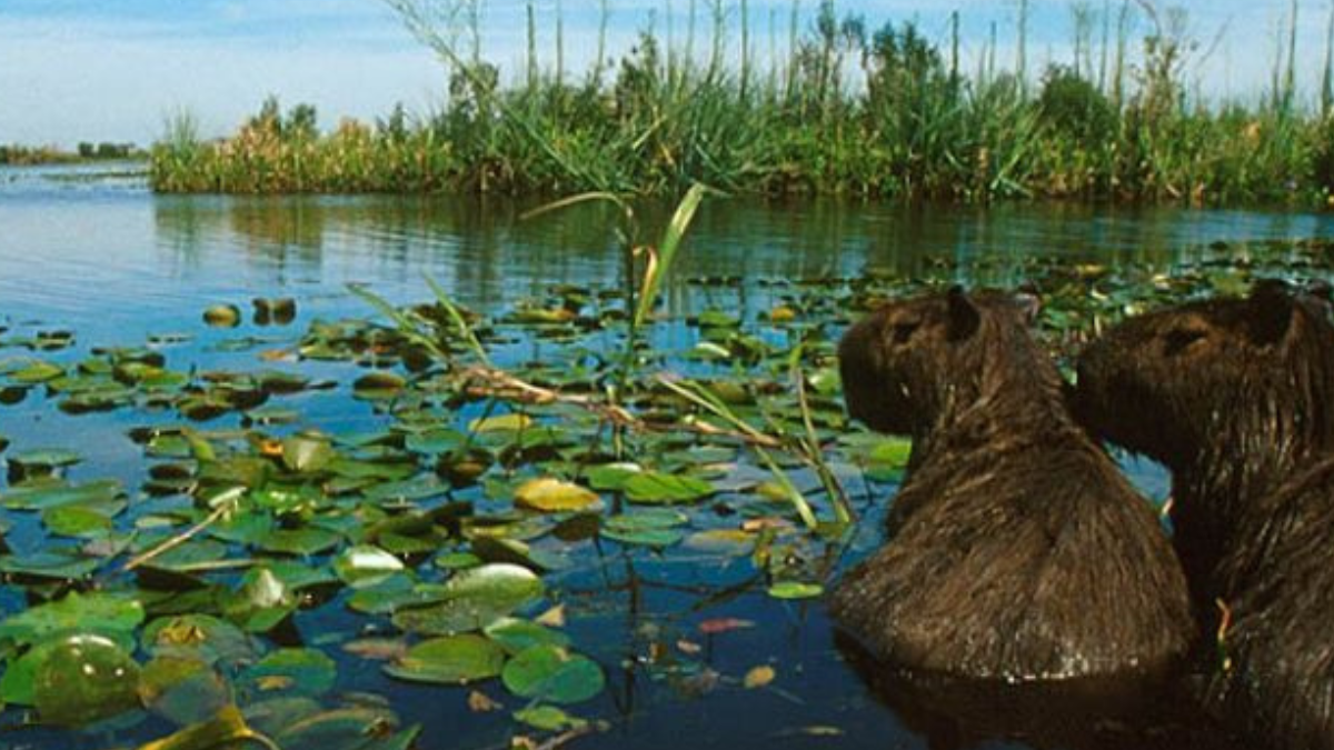 En Latinoamérica los humedales están en peligro (Foto: Pinterest)