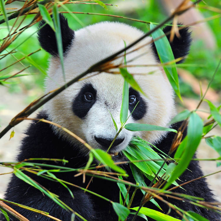 oso panda bambú Un oso panda comiendo hojas de bambú