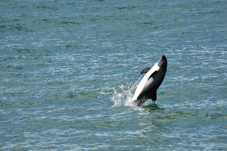 Delfín austral, foto de Fundación Cethus Delfín austral, foto de Fundación Cethus