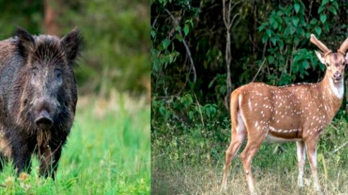 En Entre Ríos declaran plaga a 3 animales “exóticos invasores”: la provincia entrerriana avanza para proclamar plagas a 3 especies