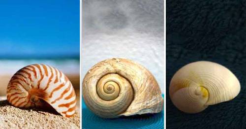 ¿Sientes curiosidad acerca de los mensajes psíquicos? Descubre el mensaje de las conchas marinas