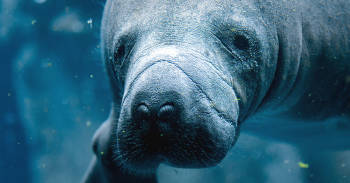 animales marinos primeras especies desaparecer cambio climatico