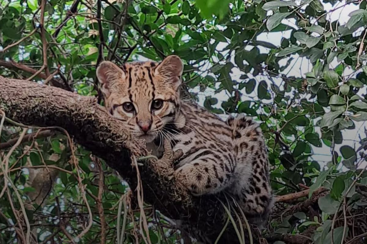 La llegada de Pelusa marca un hito en la reintroducción del ocelote en el Parque Nacional Iberá (@rewilding_argentina)