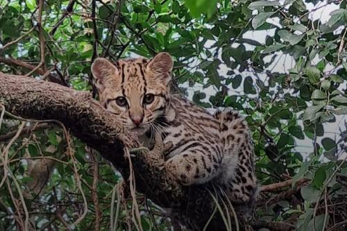 felino La llegada de Pelusa marca un hito en la reintroducción del ocelote en el Parque Nacional Iberá (@rewilding_argentina)