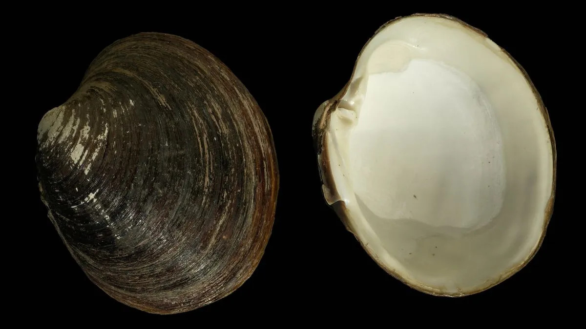 Almeja Quahog Almeja Quahog