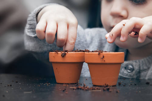 Esta planta tóxica debe mantenerse lejos de los niños