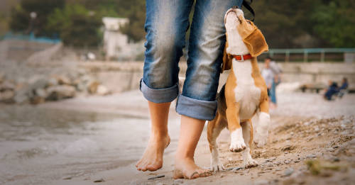 Por qué los perros son la clave para combatir el sedentarismo
