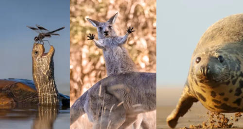 fotos Comedy Wildlife Awards fotos Comedy Wildlife Awards